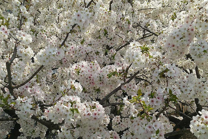 宇都宮市ハートフルにわの歯科医院桜